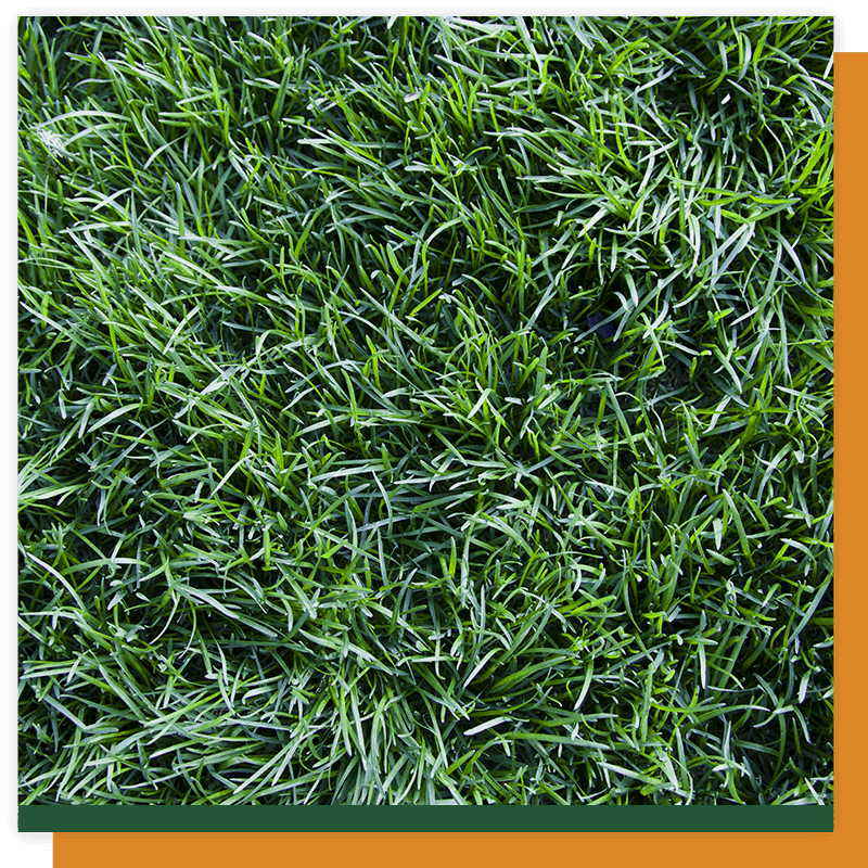 image of grass growing